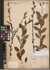 Salix aurita L. x Salix silesiaca Willd.